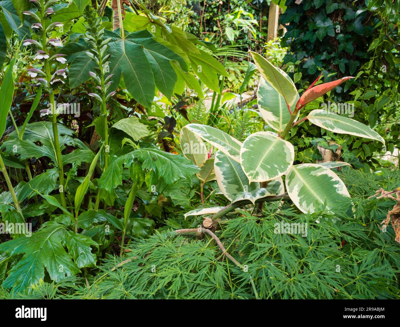 La plante de caoutchouc à cépage, Ficus elastica 'Tricolor', bénéficie de vacances d'été à l'extérieur à l'ombre abritée Banque D'Images