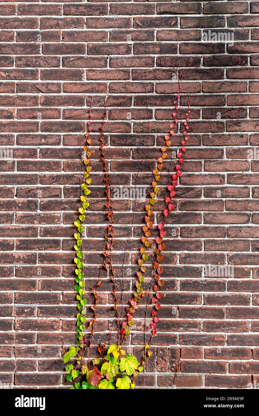 Des feuilles de lierre colorées grimpent sur un mur de briques rouges et abîmés, grunge texture fond Banque D'Images