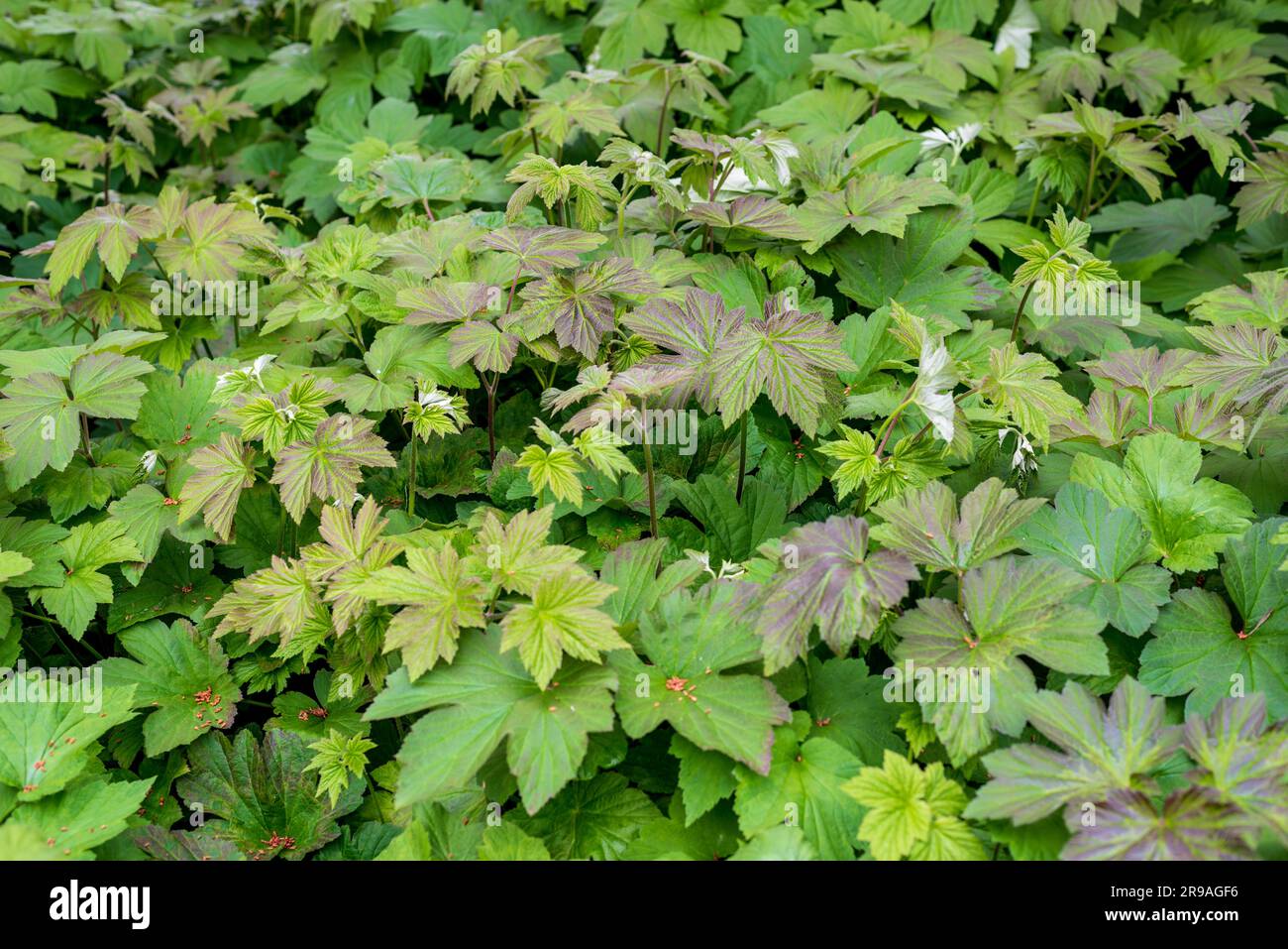 Rodgersia est un genre de plantes à fleurs de la famille des Saxifragaceae. Rodgersia sont des plantes vivaces herbacées originaires d'Asie de l'est. Banque D'Images