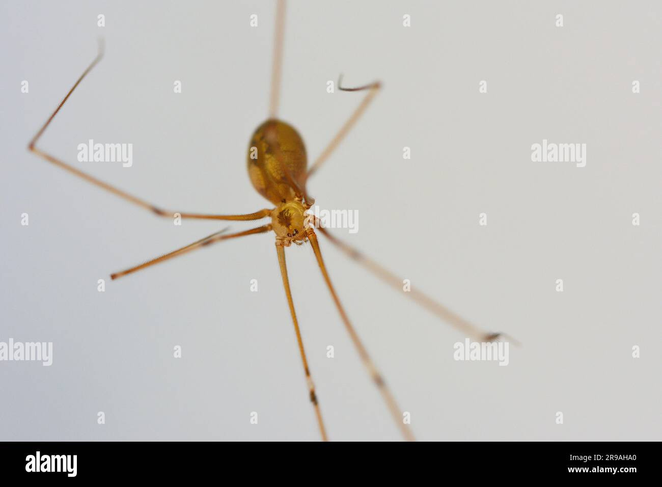 Araignée de cave, araignée de longues pattes de papa, araignée de charpentier Banque D'Images