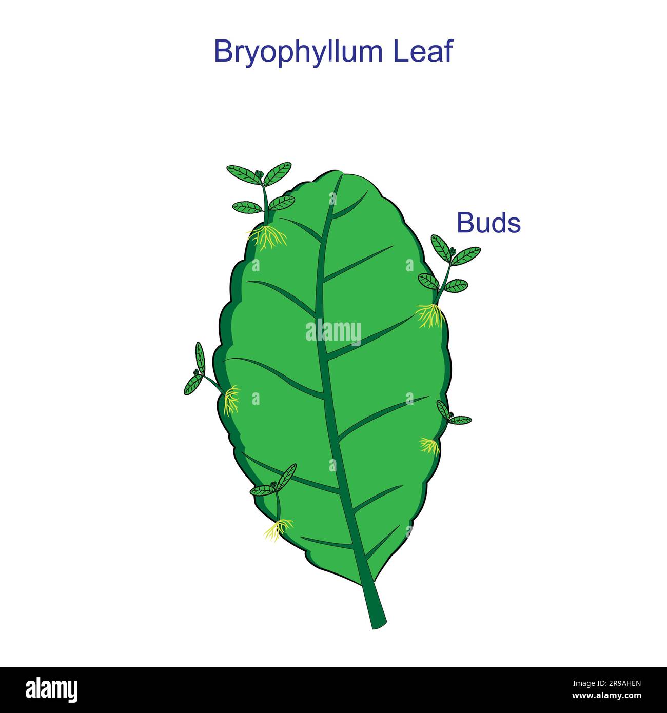 Gros plan d'une feuille de Bryophyllum avec bourgeons, montrant une reproduction asexuée chez les plantes Banque D'Images