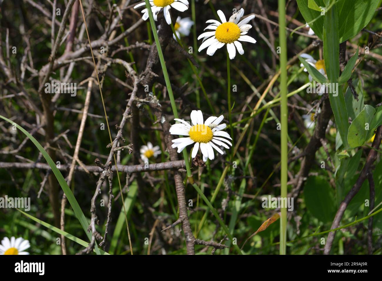 Fleurs sauvages, prairie Banque D'Images
