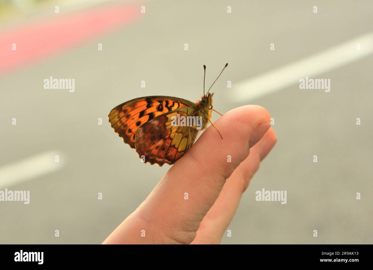 Papillon brun Banque D'Images