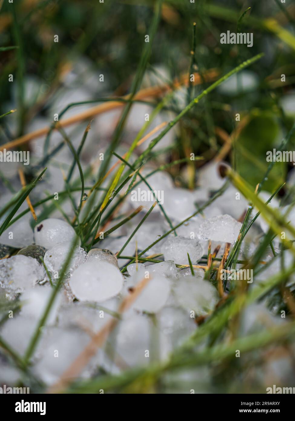 Parties de glace dans l'herbe après un été tempête de grêle gros plan sélectif Banque D'Images