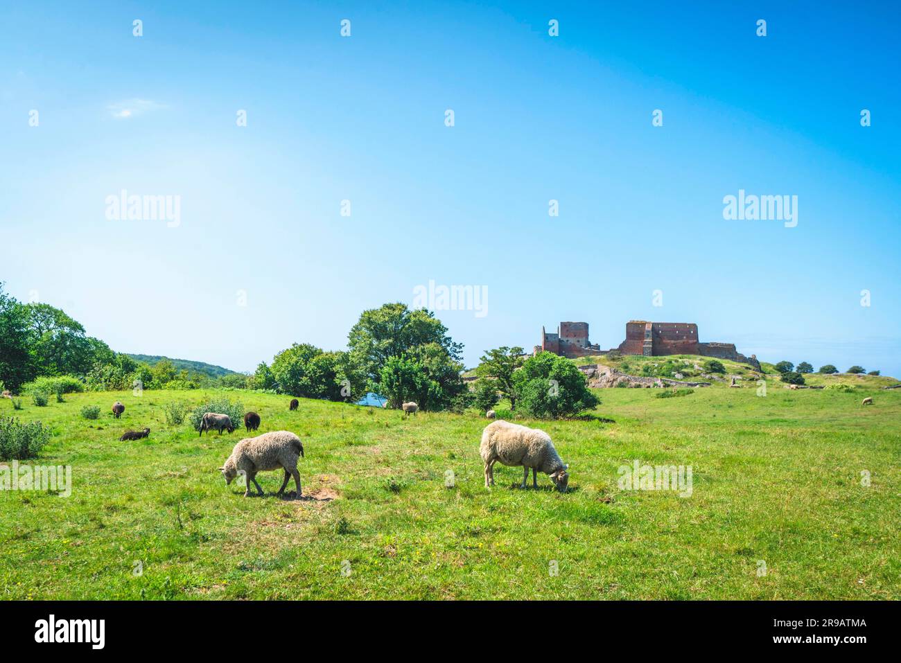 Le pâturage des moutons sur un pré vert à l'été avec un bâtiment en ruine à l'arrière-plan Banque D'Images