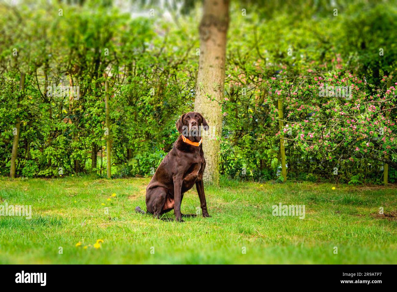 Chien labrador brun assis sur une pelouse dans un jardin verdoyant au printemps avec un collier orange Banque D'Images