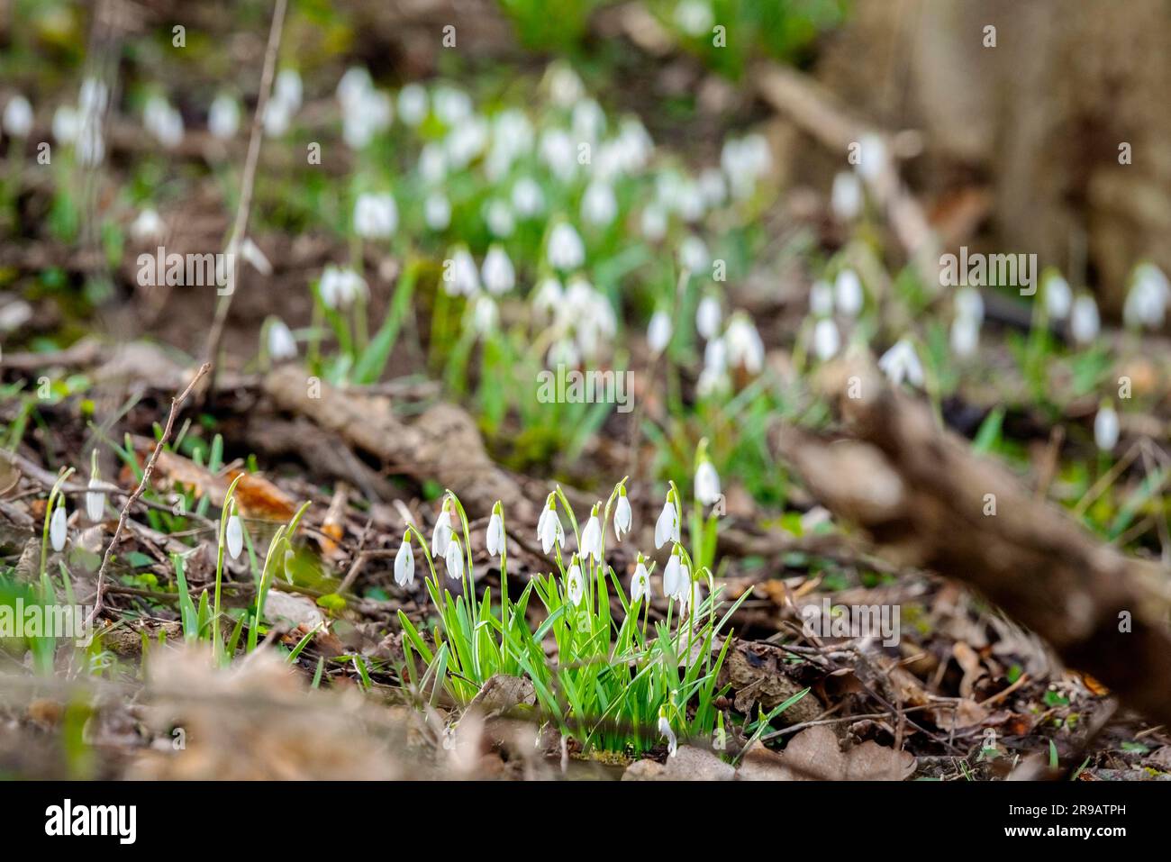Snowdrop fleurs en croissance dans une forêt au printemps entre les brindilles et les branches Banque D'Images