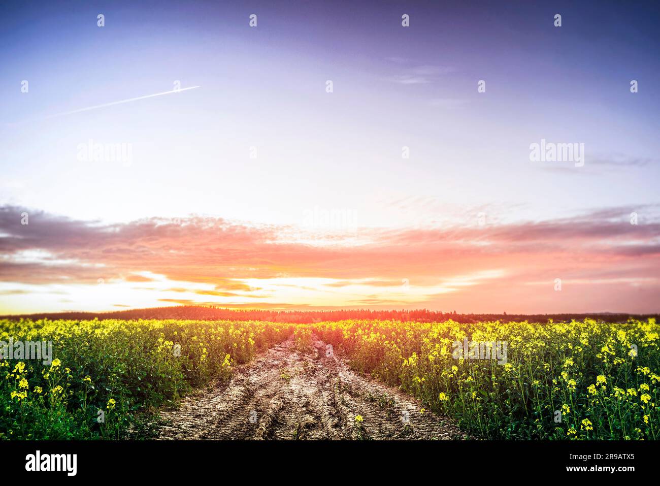 Coucher de soleil sur un champ de canola dans l'été avec de belles fleurs jaune Banque D'Images