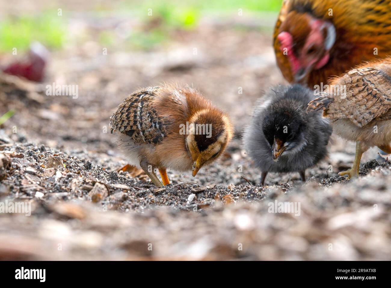 Poulets à la recherche de nourriture dans une cour de ferme au printemps Banque D'Images