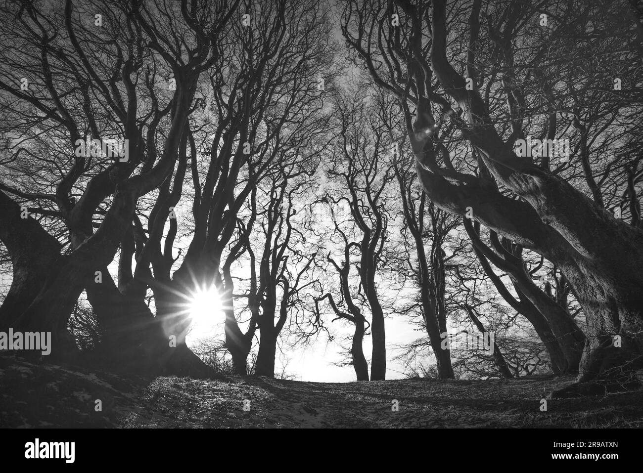 Forêt Spooky en noir et blanc avec des silhouettes d'arbres effrayant dans le lever du soleil Banque D'Images