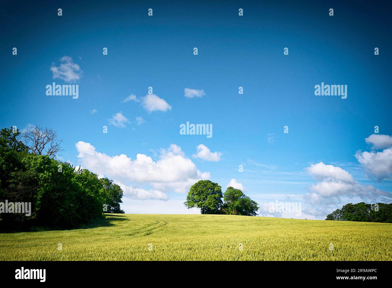 Champs ruraux dans un paysage rural avec ciel bleu sur les arbres verts en été Banque D'Images