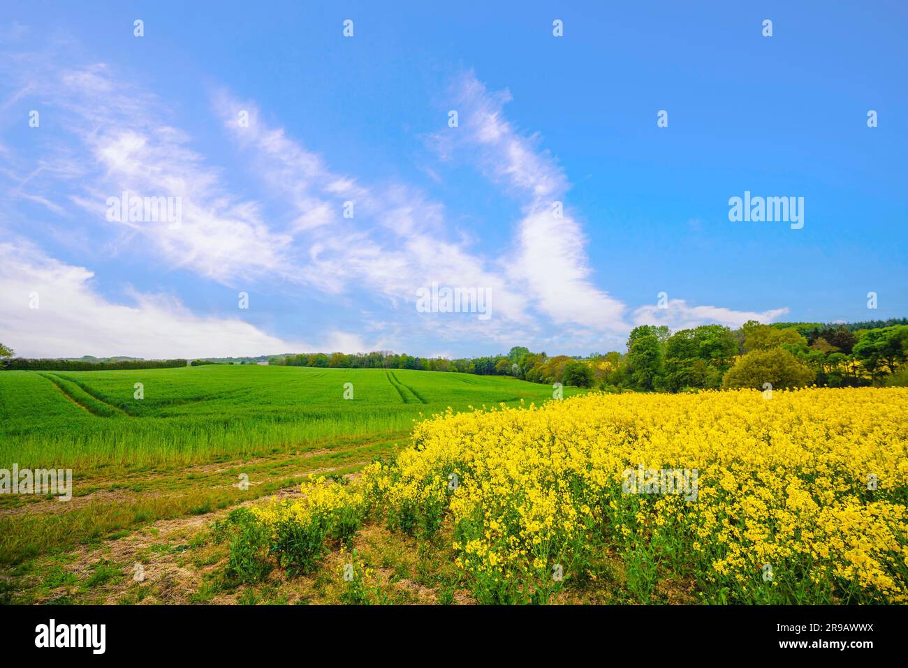 Paysage de campagne avec du canola jaune et des champs verts en été et un ciel bleu Banque D'Images