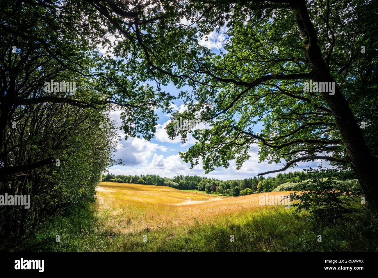 Pré dans une forêt dans un environnement rural en été avec des arbres verts tout autour Banque D'Images