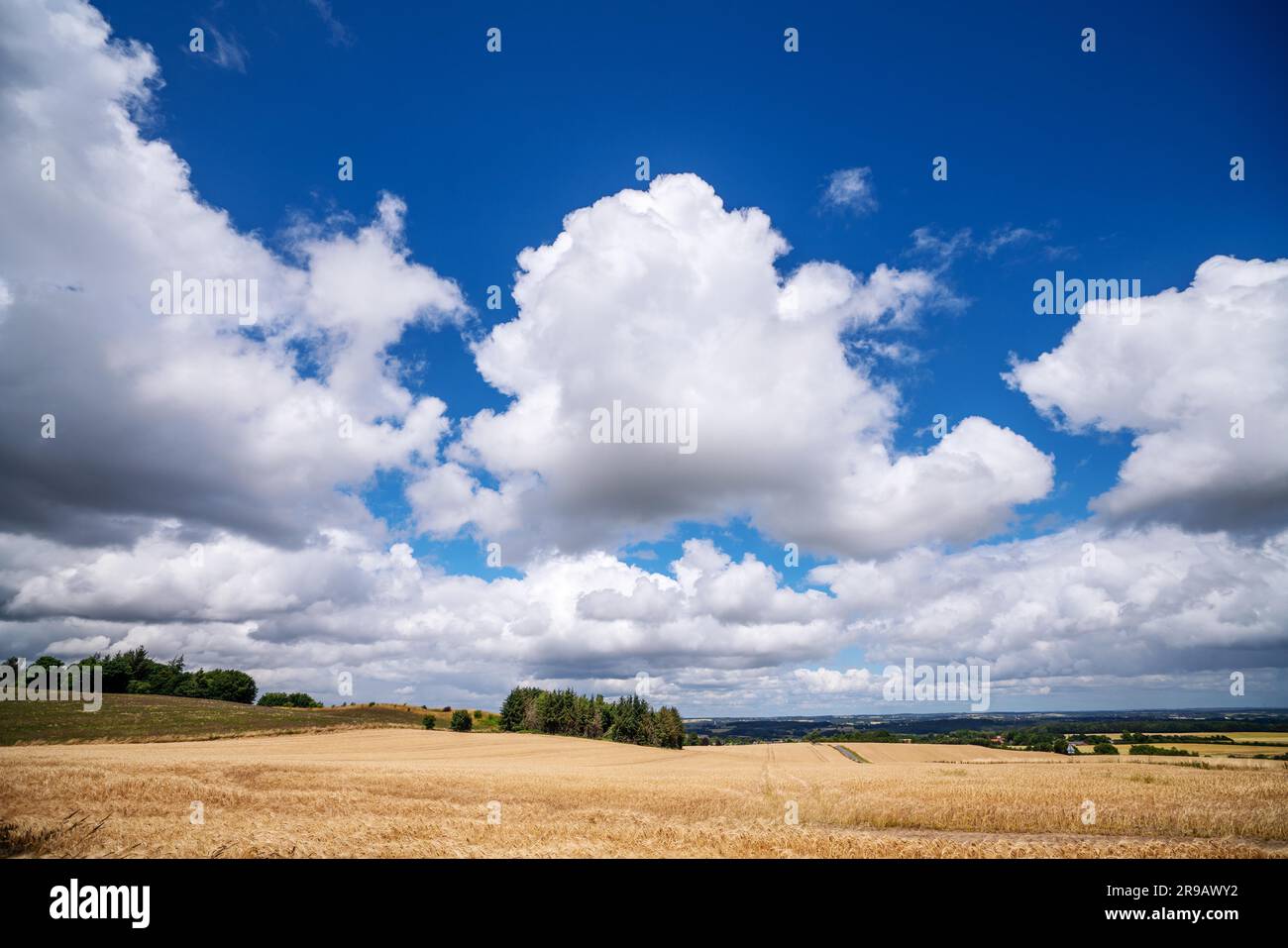 Grain doré sur un champ dans un paysage de campagne en été sous un ciel bleu avec des nuages blancs moelleux Banque D'Images