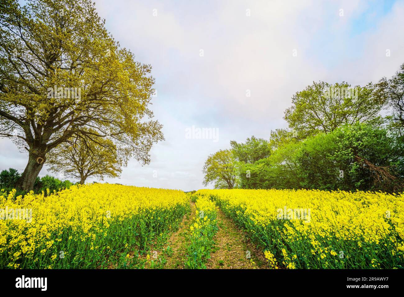Champ de canola jaune avec traces de pneus en été avec arbres verts des deux côtés Banque D'Images