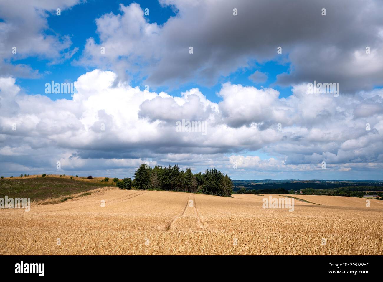 Grain doré sur un paysage agricole en été avec des pistes de tracteur et une petite forêt de pins Banque D'Images