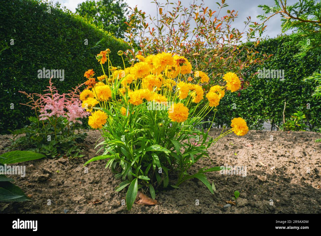 Fleurs jaunes dans un jardin en été avec une haie verte et temps nuageux Banque D'Images
