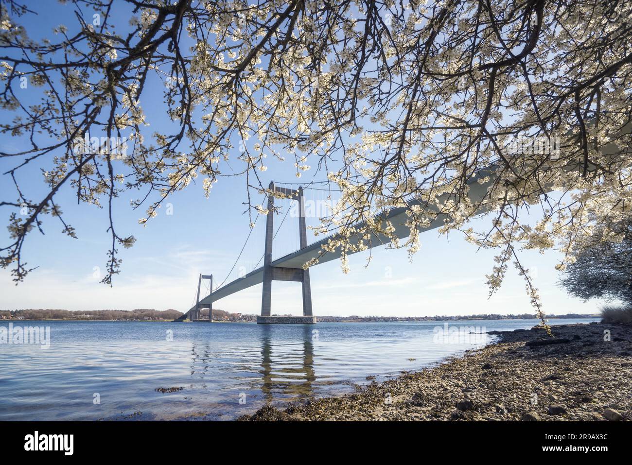 Grand pont sur l'eau avec un arbre en fleurs au printemps, un jour de soleil Banque D'Images