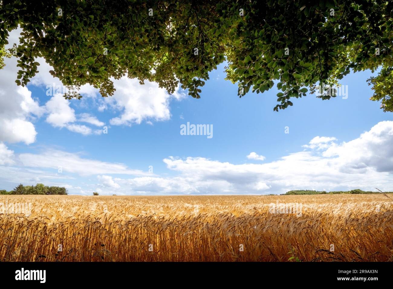 Champ avec grain doré et branches avec feuilles vertes accrochées au paysage rural Banque D'Images