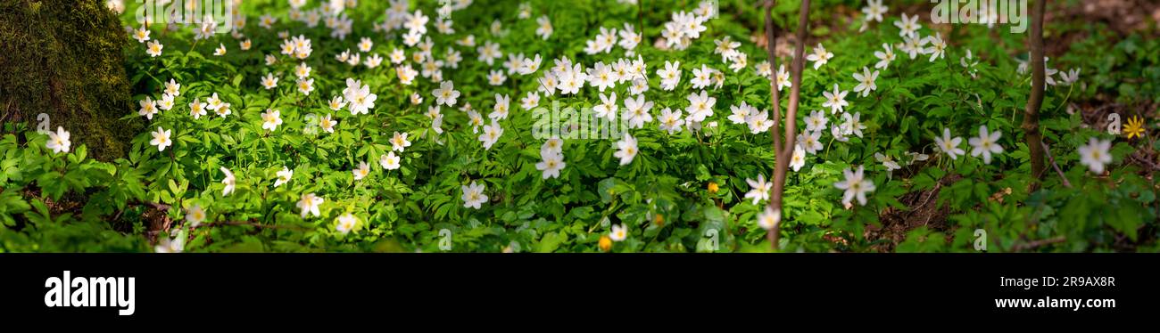 Anémones blanches sur le fond de la forêt avec des feuilles vertes fraîches au printemps Banque D'Images