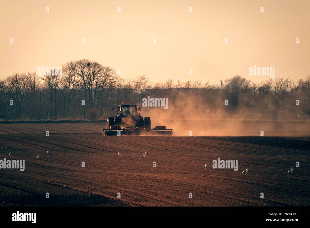 Tracteur dans un champ au soleil avec projection de poussière dans l'air et des goélands tout autour Banque D'Images