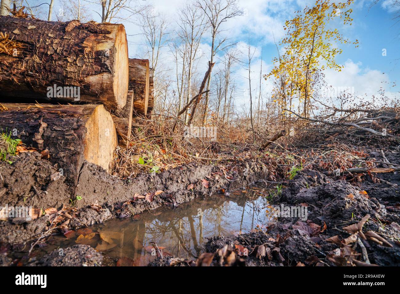 Flaque dans une forêt par jour de forte luminosité à l'automne avec des bûches en bois empilées Banque D'Images