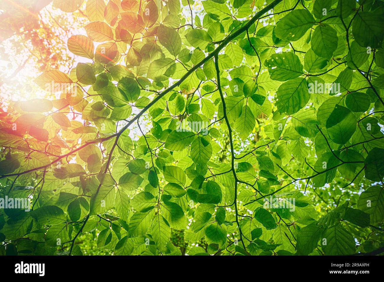 Feuilles de hêtre vert frais au printemps avec des gouttelettes d'eau Banque D'Images