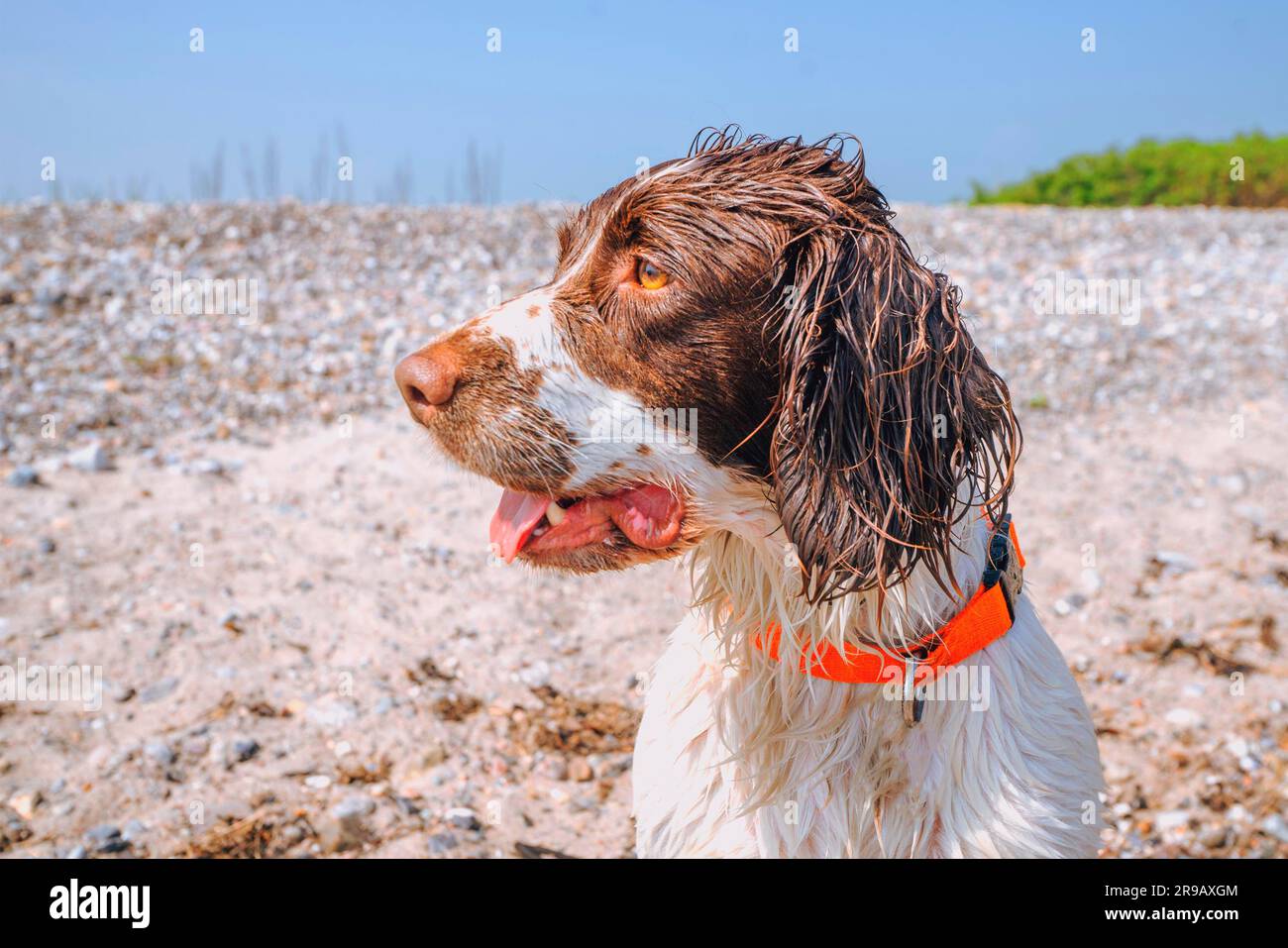 Chien à fourrure humide et col orange assis sur une plage sous un soleil éclatant Banque D'Images