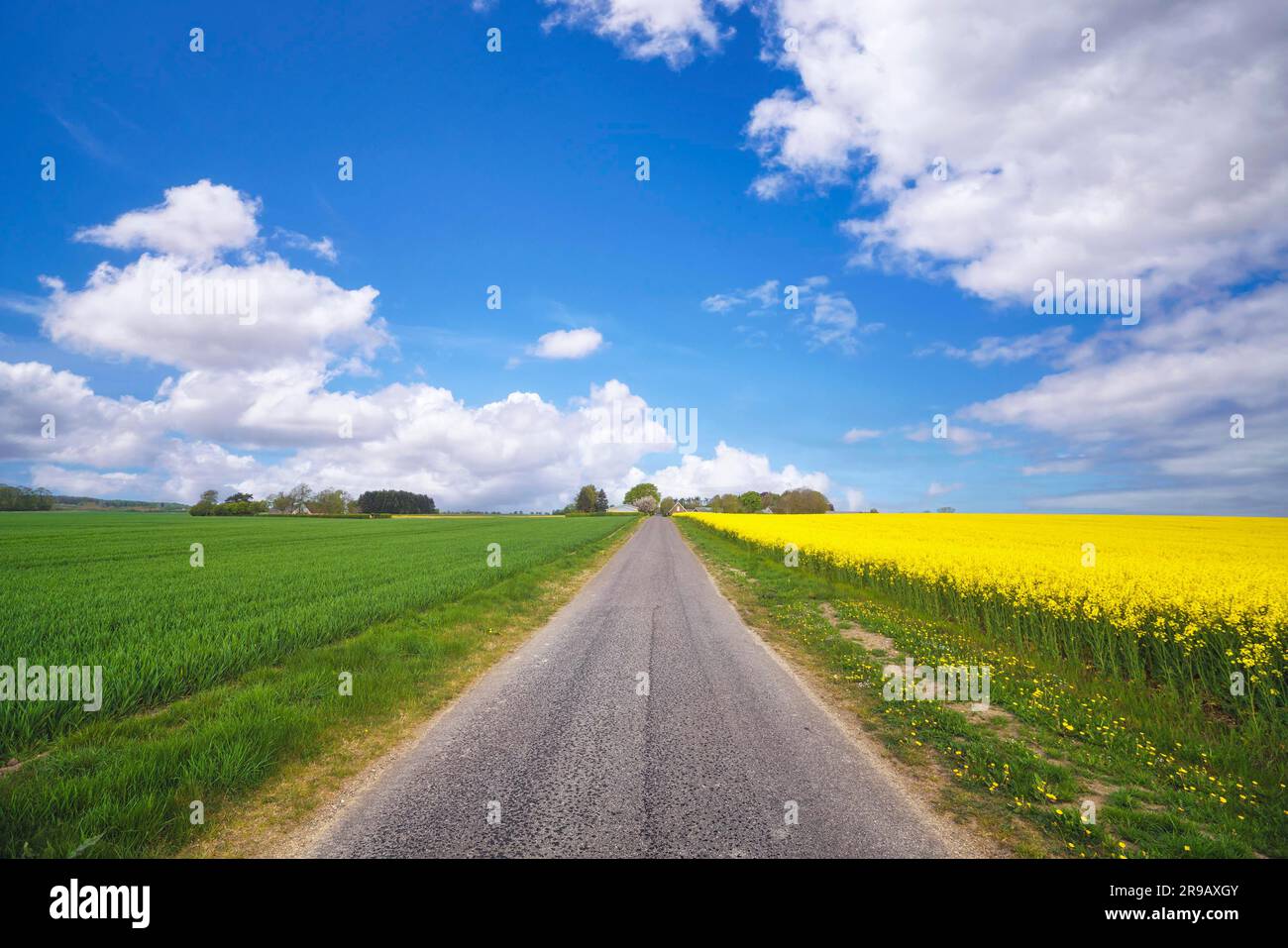 Route asphaltée dans un paysage rural avec des champs verts et jaunes et des fleurs de colza Banque D'Images