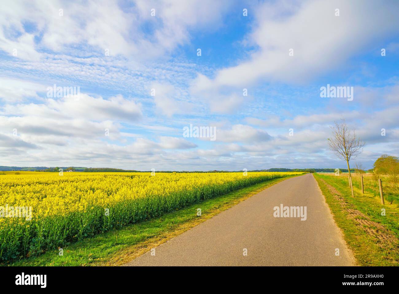 Route de campagne avec un champ de canola jaune fleuri sur la gauche Banque D'Images