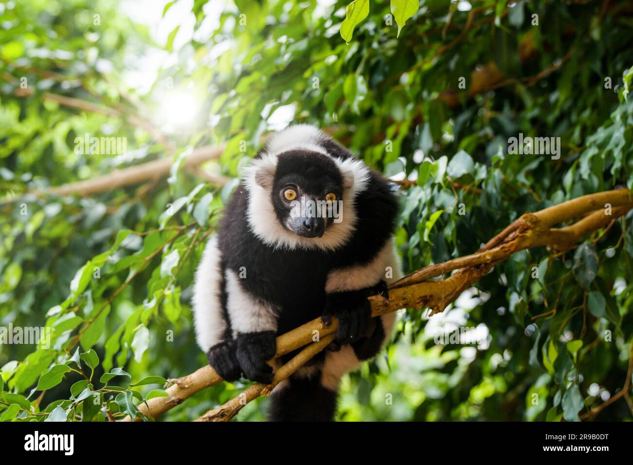 Lémuriens dans un arbre dans la jungle Banque D'Images