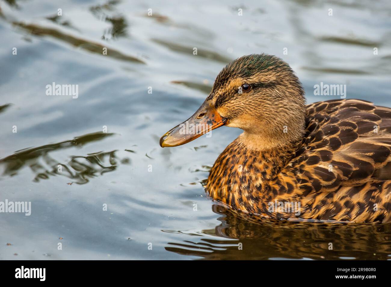 Canard femelle sur l'eau claire Banque D'Images