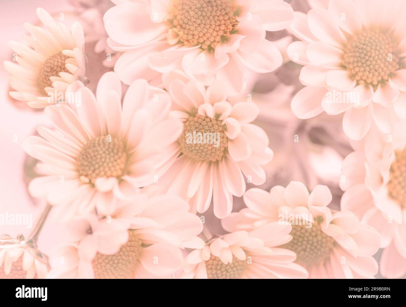 Fleurs romantique avec un ton violet Banque D'Images