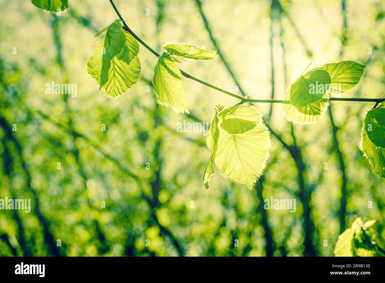 Feuilles de hêtre vert printemps dans la nature Banque D'Images