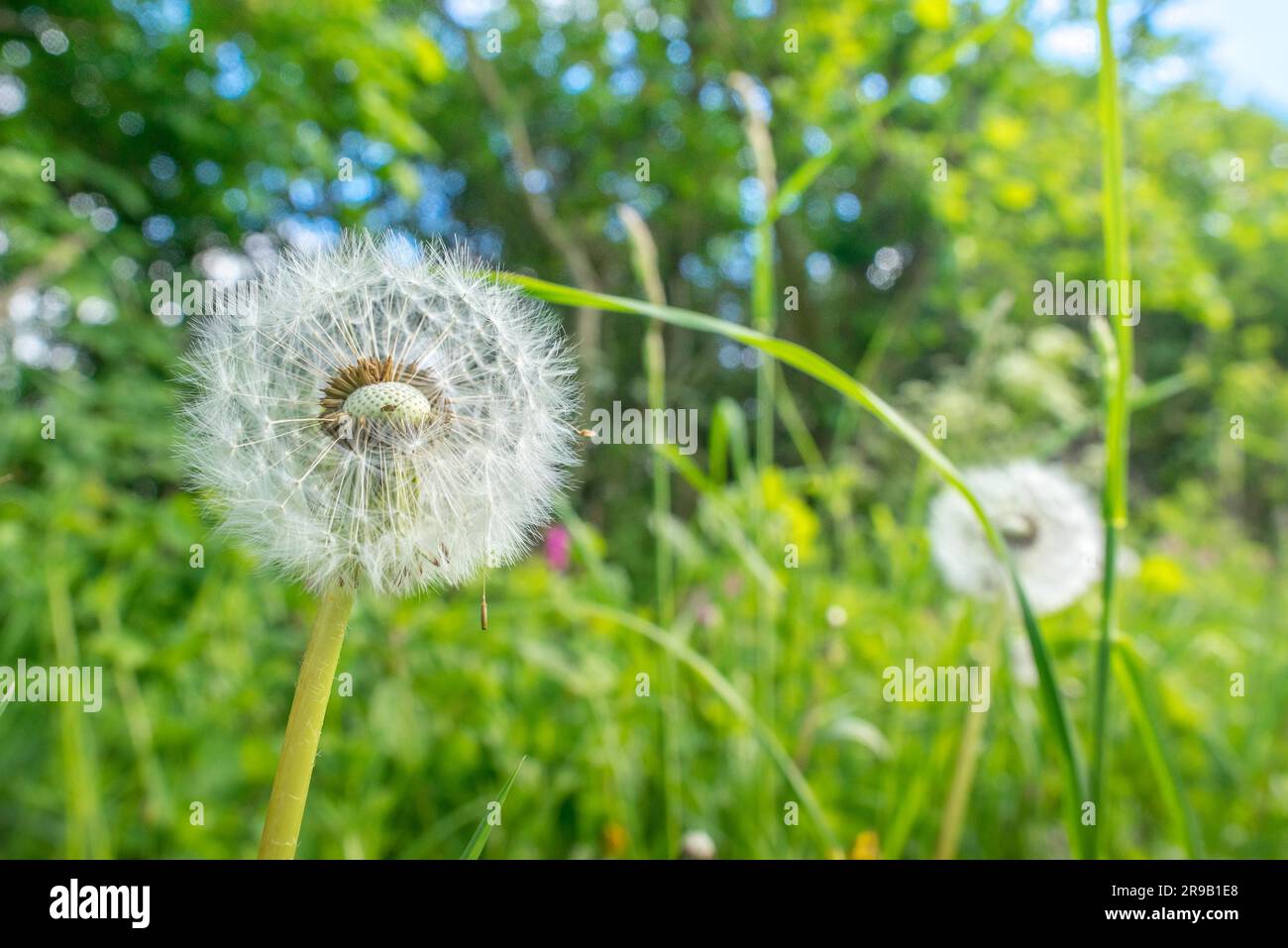 Fleurs de pissenlit blanc in Green grass Banque D'Images