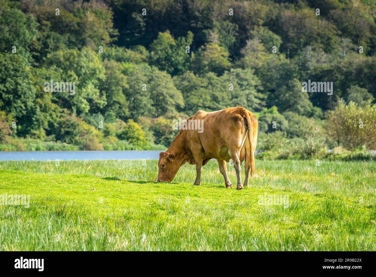 Seule vache paissant dans la nature un jour d'été Banque D'Images