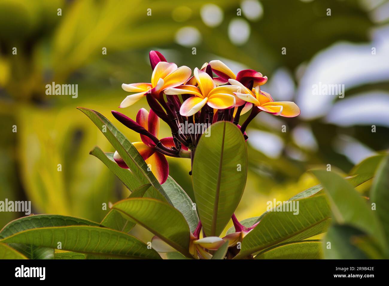 Plumeria multicolore en fleur à maui. Banque D'Images