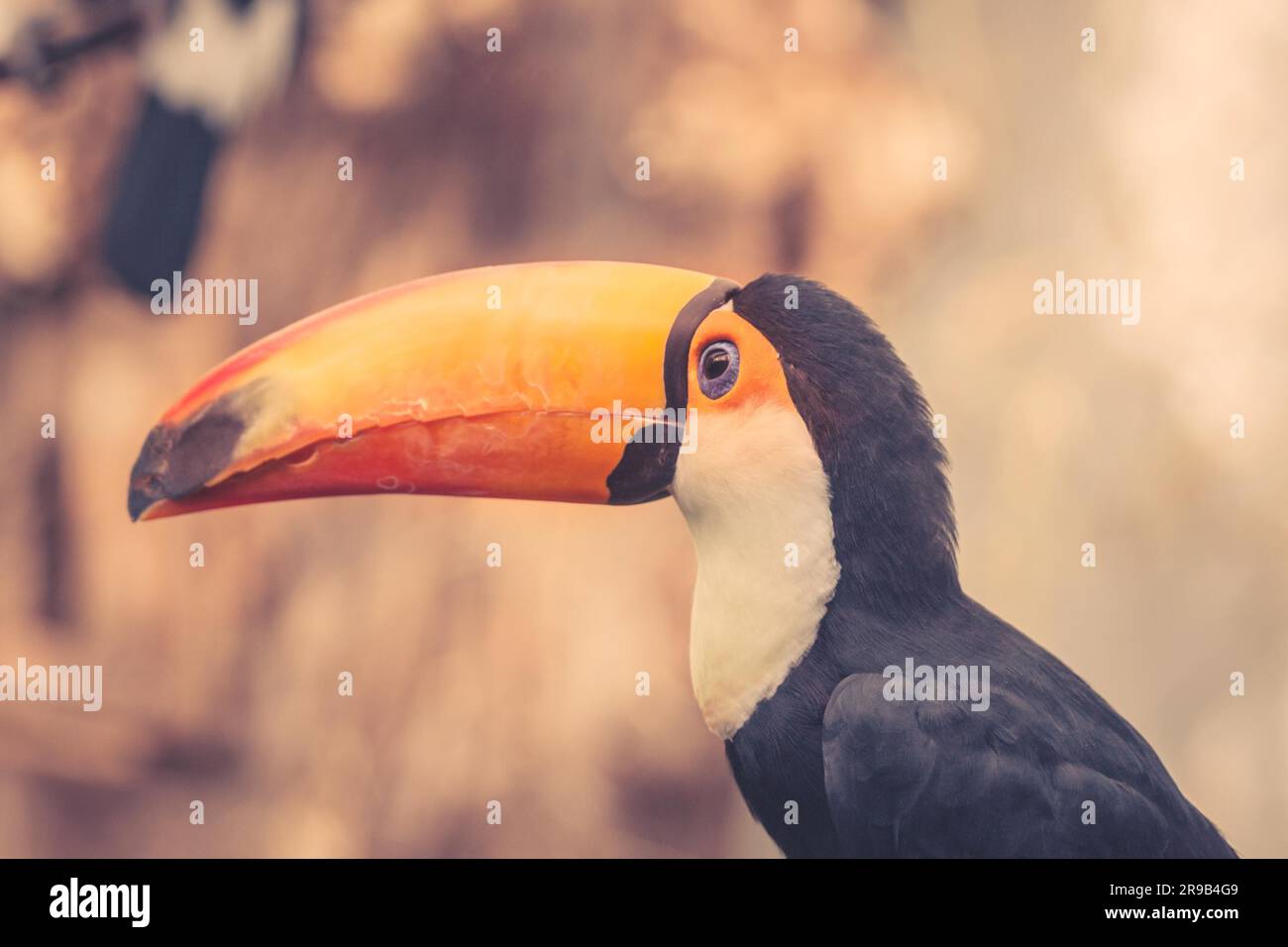 Avec un gros oiseau Toco bec coloré Banque D'Images