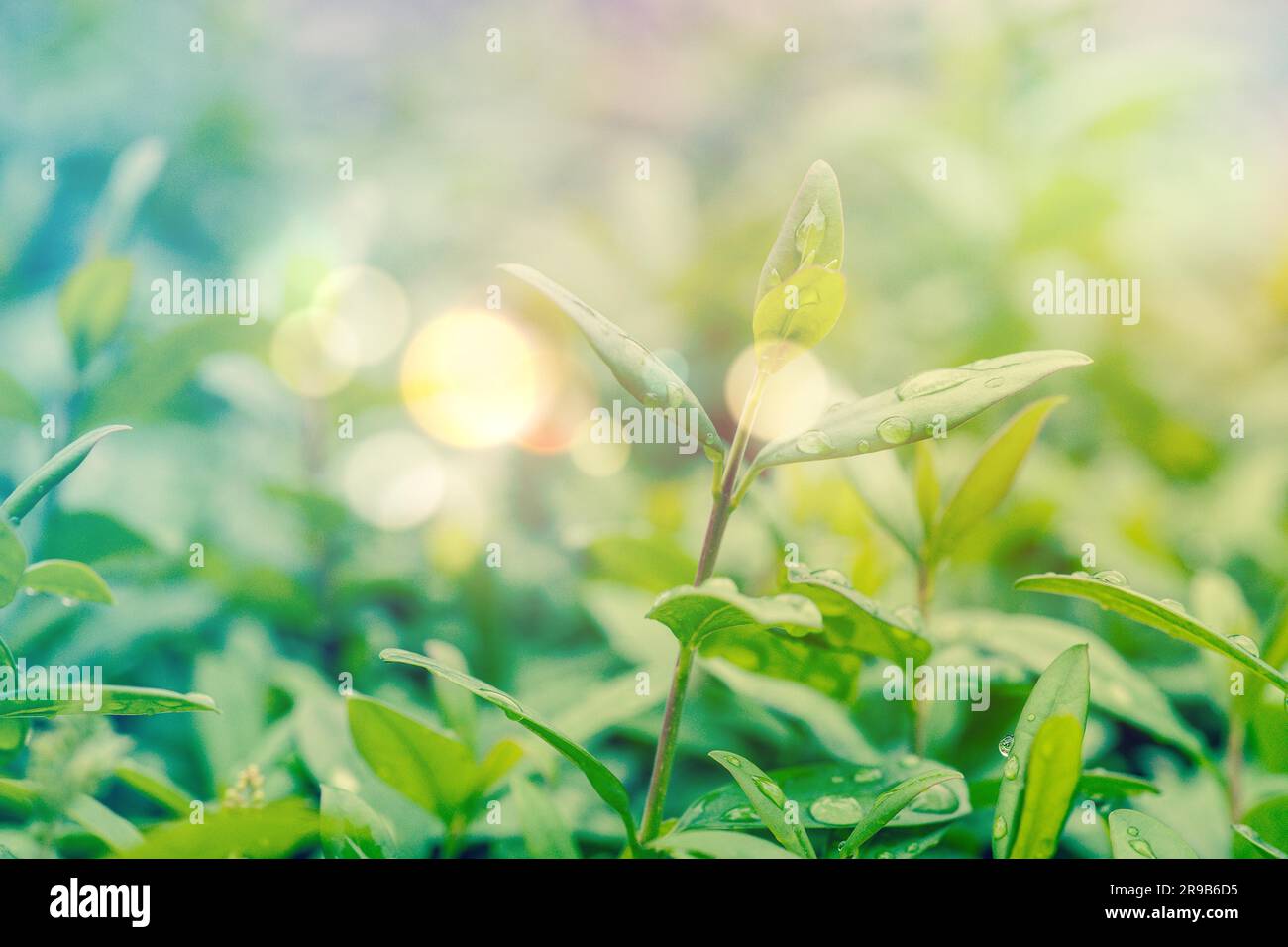Couverture verte avec la rosée et lumières bokeh Banque D'Images