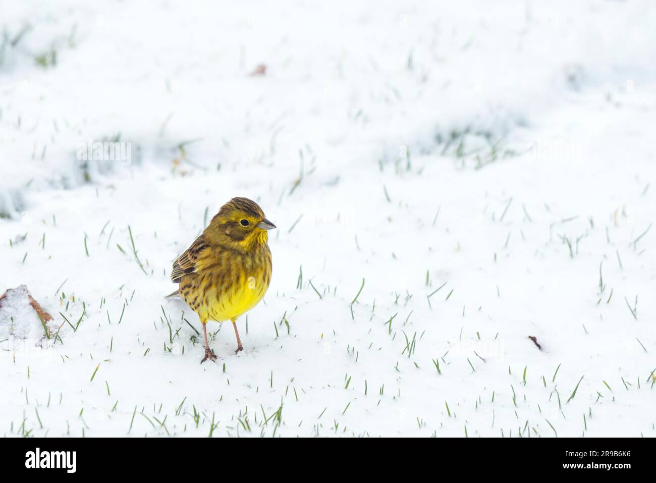 Yellowhammer bird à la recherche de nourriture dans la neige en hiver Banque D'Images