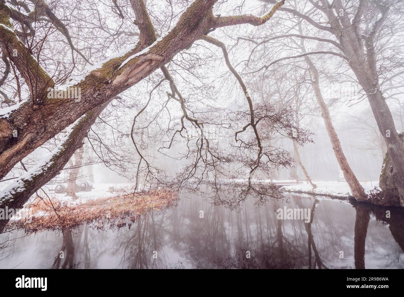 Branches suspendues sur une rivière en hiver avec de la neige par la rivière en janvier Banque D'Images