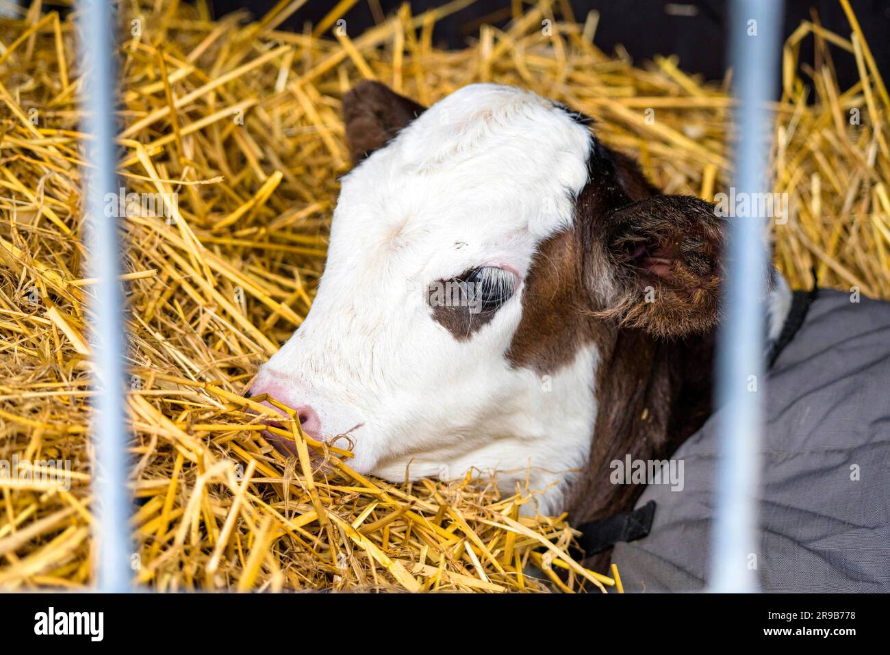 Hereford veau se détendre dans le foin dans une grange enveloppée dans un tapis Banque D'Images