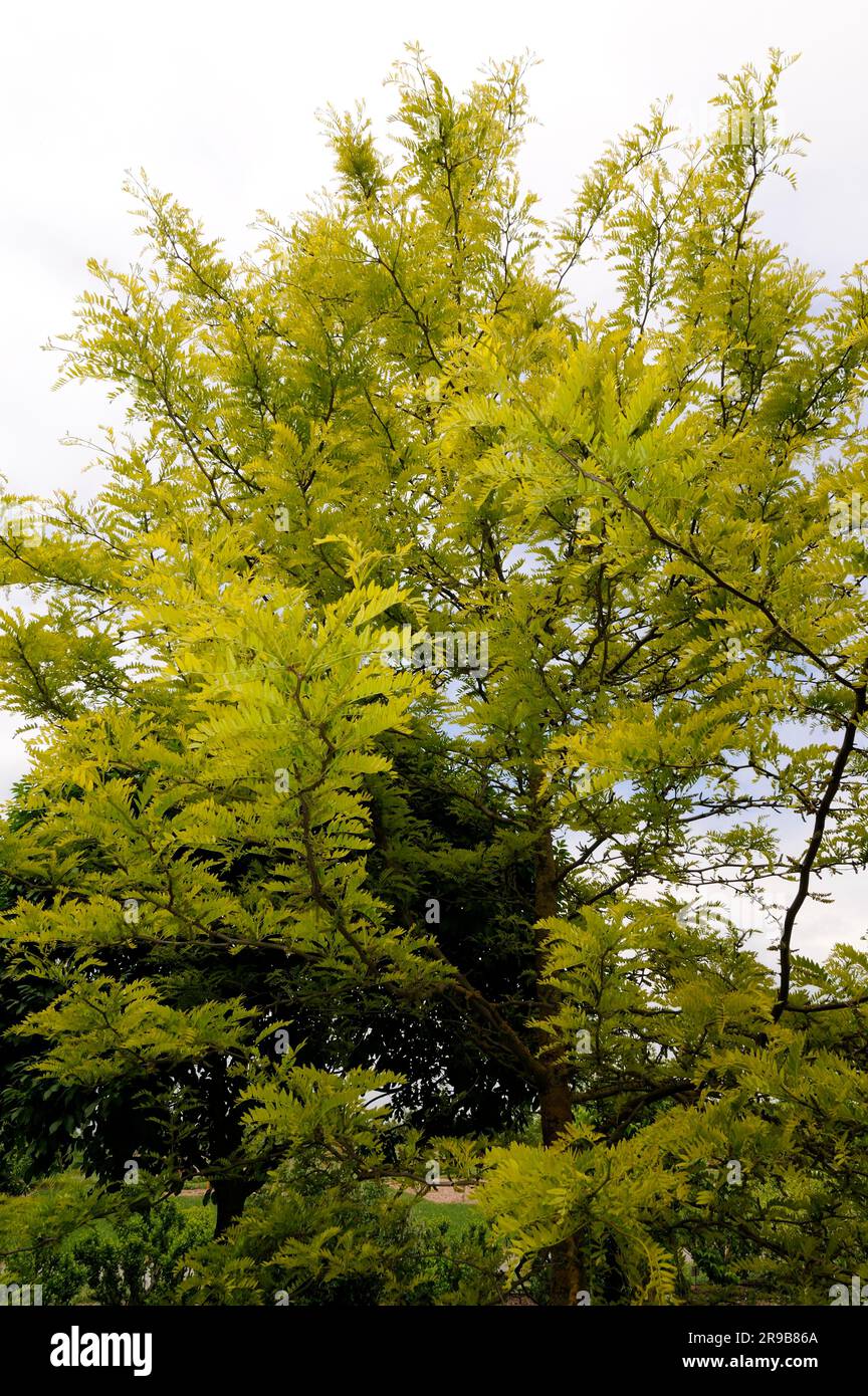 Locust au miel (Gleditsia triacanthos), arbre à gousse en cuir, épine du faux Christ, Thornless Gleditia, famille Carob, Caesalpiniaceae Banque D'Images