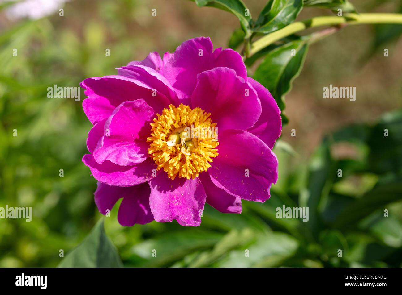 'Dancing Butterflies, Little Medicine Man, Fen Yu nu' pivoine de jardin commune, Luttpion (Paeonia lactiflora) Banque D'Images