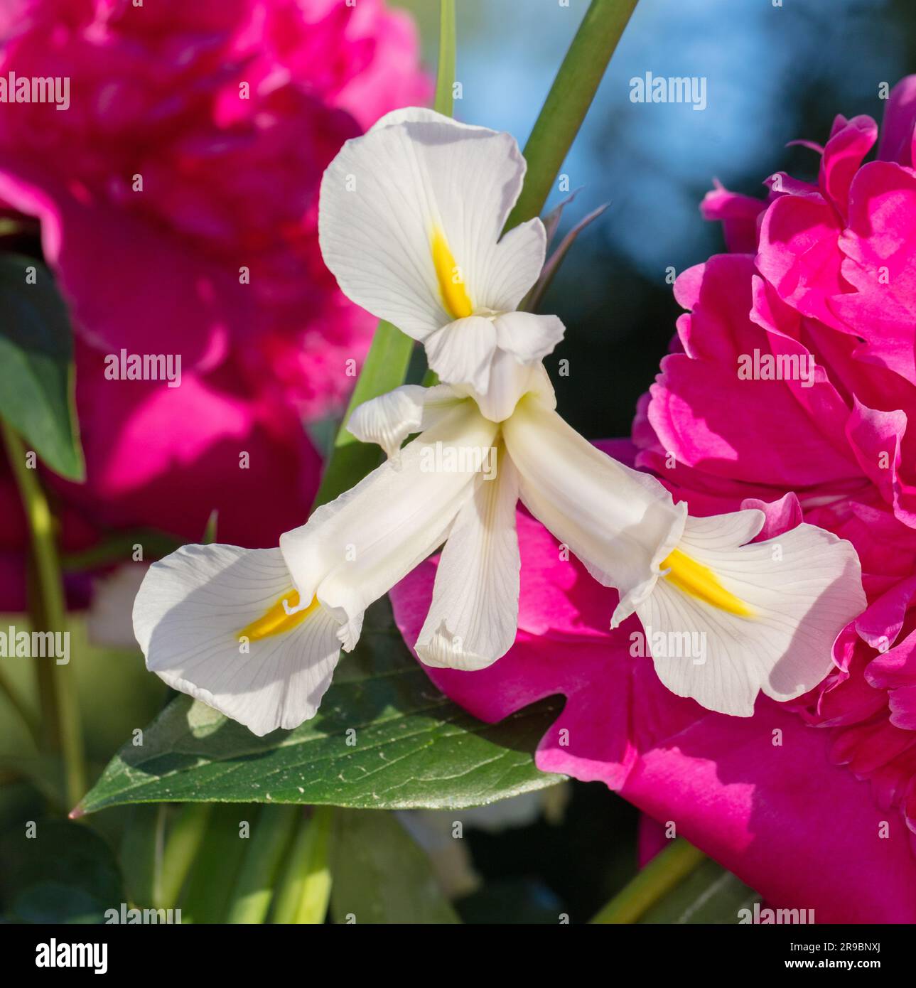 Drapeau bleu, iris Dansk (Iris sjinia) Banque D'Images