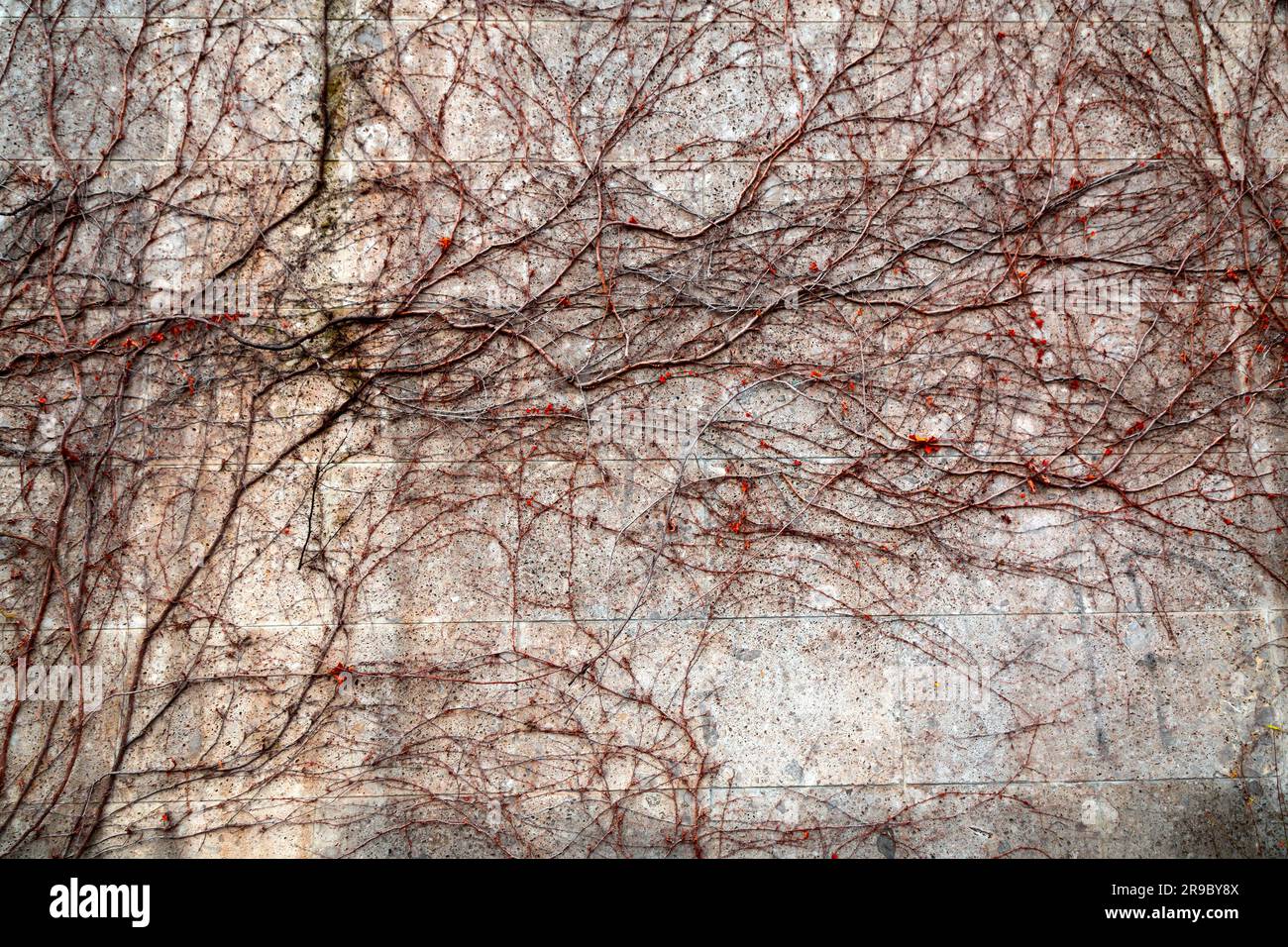 Des feuilles de lierre colorées grimpent sur un mur de briques rouges et abîmés, grunge texture fond Banque D'Images