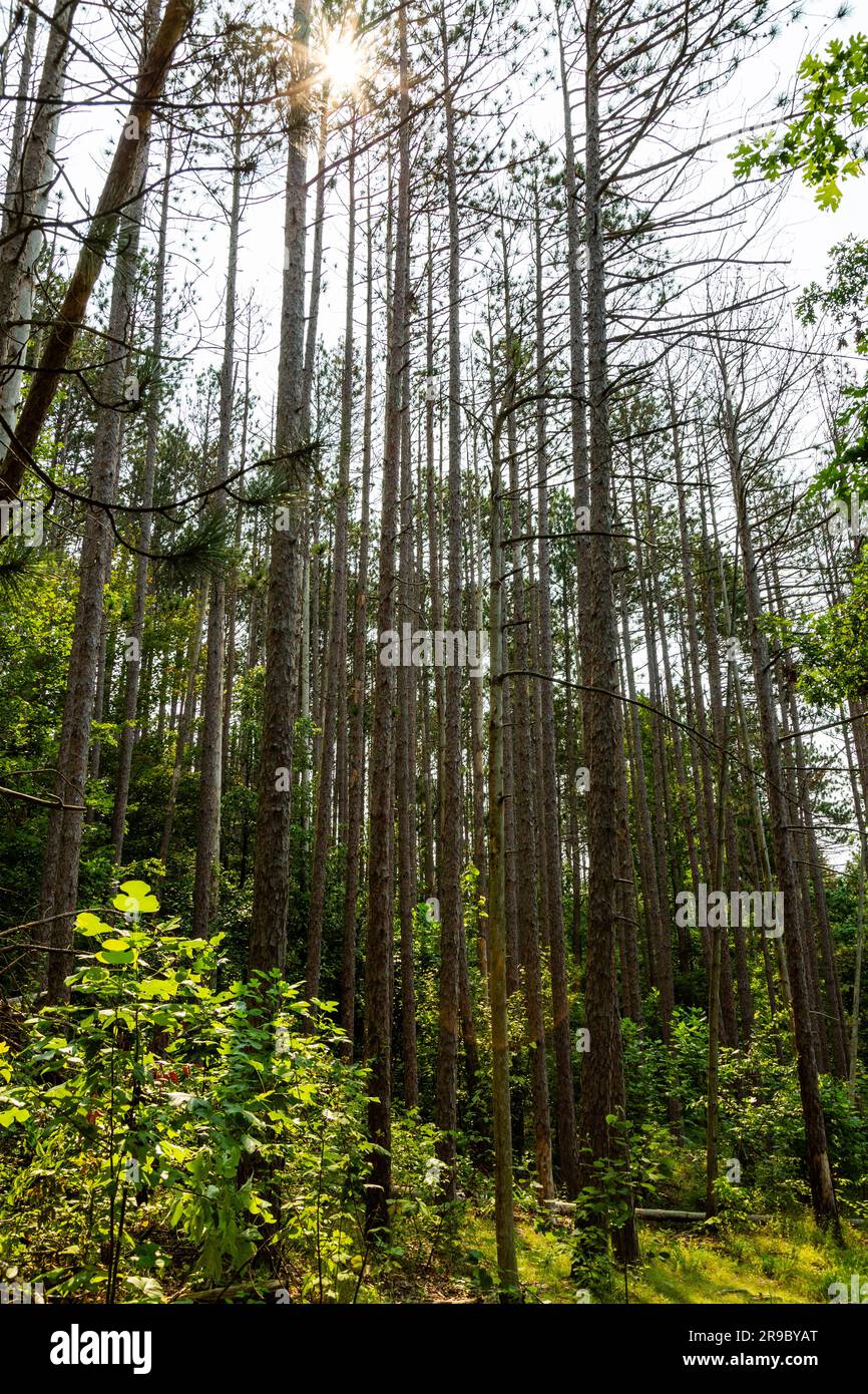 Un peuplement d'arbres sans feuilles dans le parc national du comté de Brown près de Nashville, Indiana, États-Unis. Banque D'Images