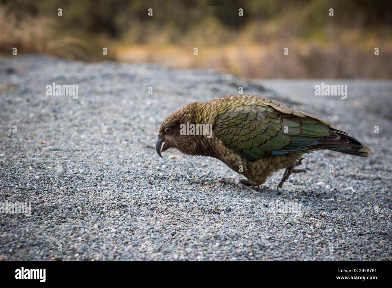 portrait de l'oiseau kea grand perroquet terrestre sur la côte ouest du sud de la nouvelle-zélande Banque D'Images