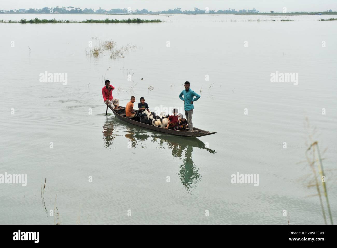 Un villageois est à la recherche de terres hautes pour nourrir ses chèvres par bateau. En raison des pluies incessantes, les niveaux d'eau dans les rivières et les canaux ont augmenté, ce qui a entraîné l'inondation des zones de basse altitude bordant la division de Sylhet. La communication routière est coupée dans de nombreux villages. Région de Barni de Companiganj upazila de Sylhet, Bangladesh. Banque D'Images