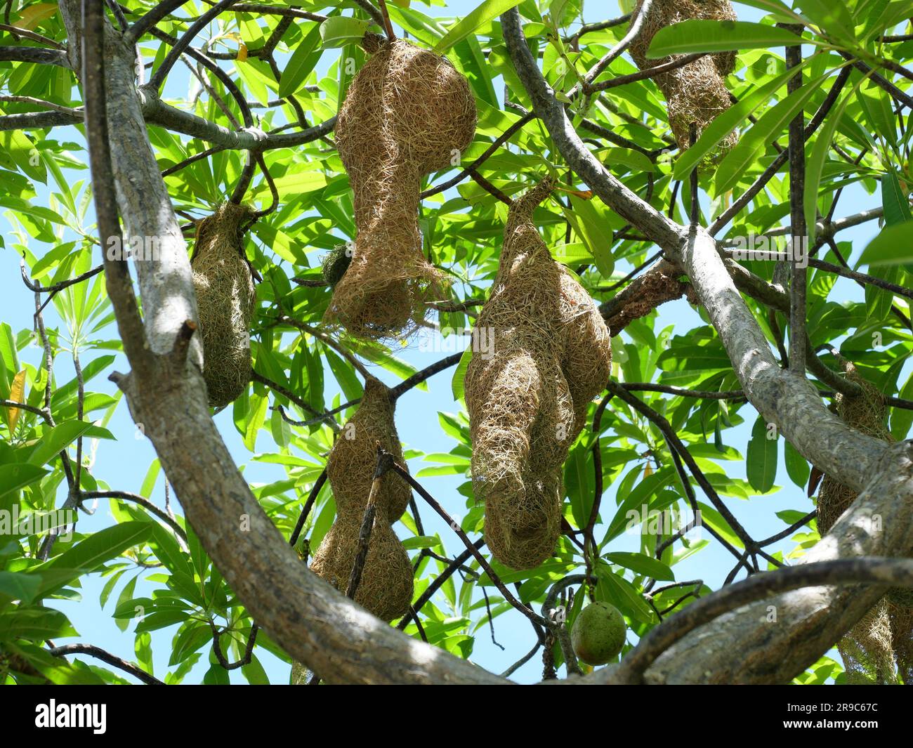 Groupe de Baya Weaver (Ploceus philippinus) nichent sur une branche d'arbre avec ciel bleu en arrière-plan, Thaïlande Banque D'Images